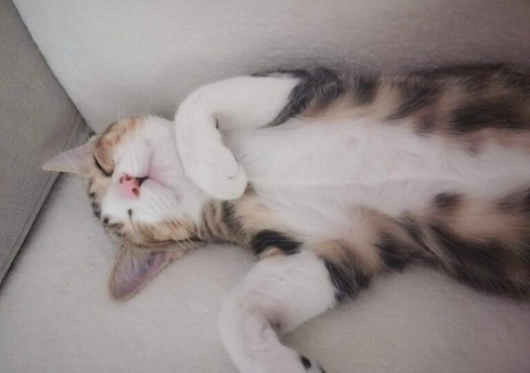 multimedia-foto80154-726-1