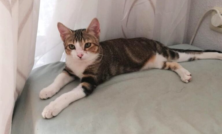 multimedia-foto80155-726-1