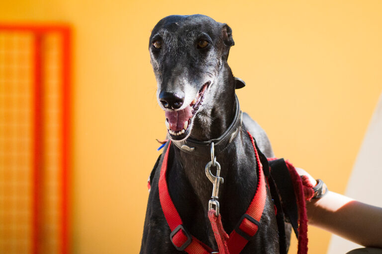 multimedia-foto80157-753-1