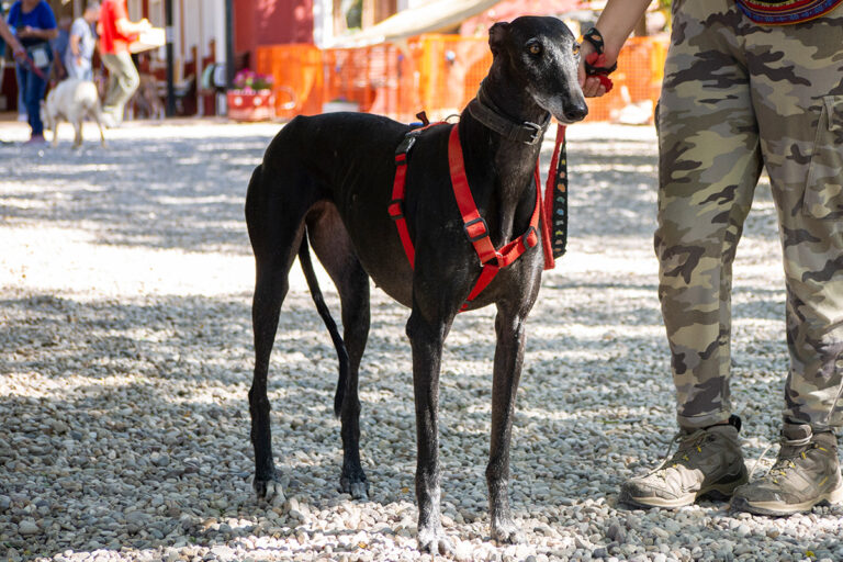 multimedia-foto80158-753-1