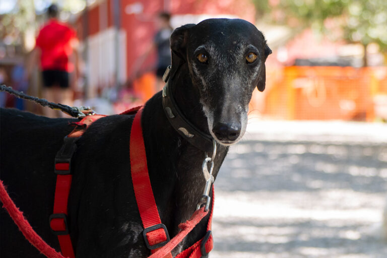 multimedia-foto80159-753-1