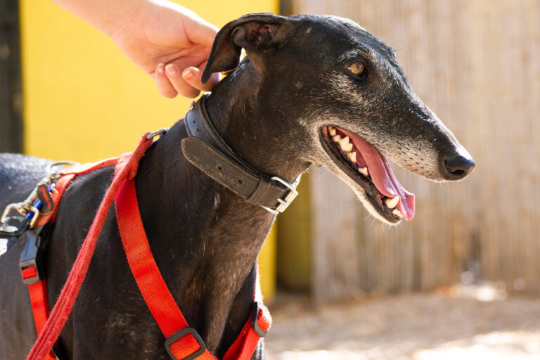 multimedia-foto80162-754-1