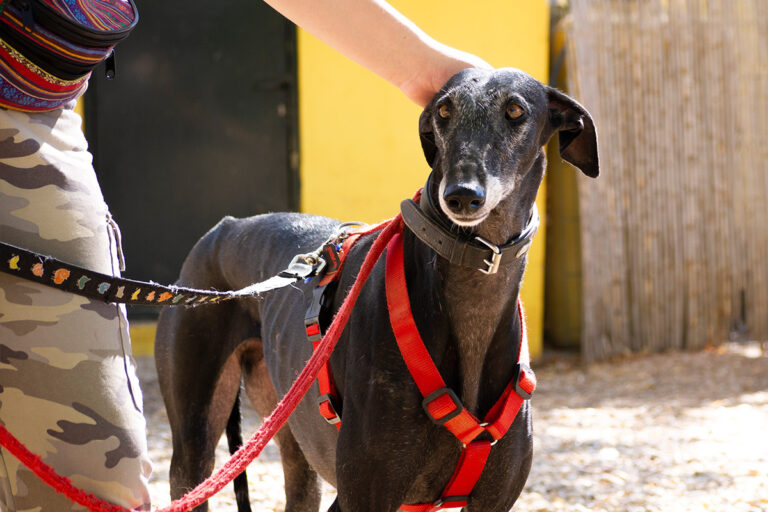 multimedia-foto80163-754-1