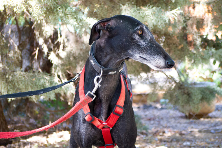 multimedia-foto80164-754-1