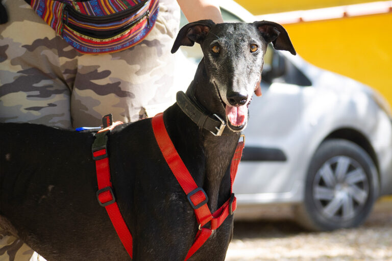 multimedia-foto80168-755-1