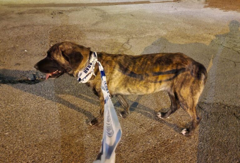 multimedia-foto80179-785-1