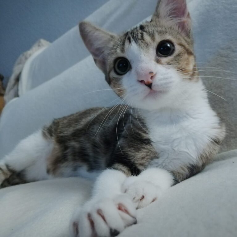 multimedia-foto80191-624-1