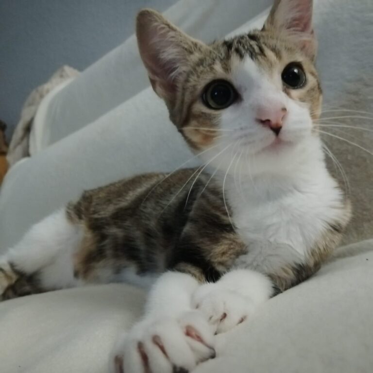 multimedia-foto80192-625-1