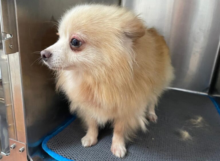 multimedia-foto80223-11-1