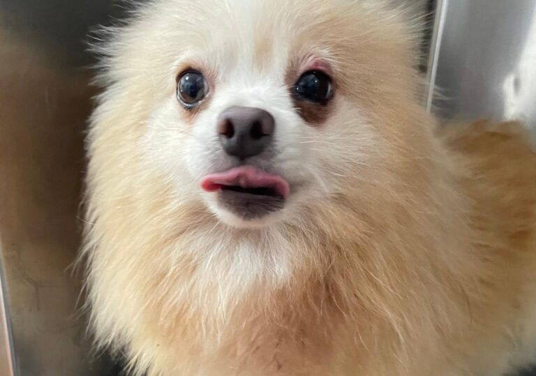 multimedia-foto80224-11-1