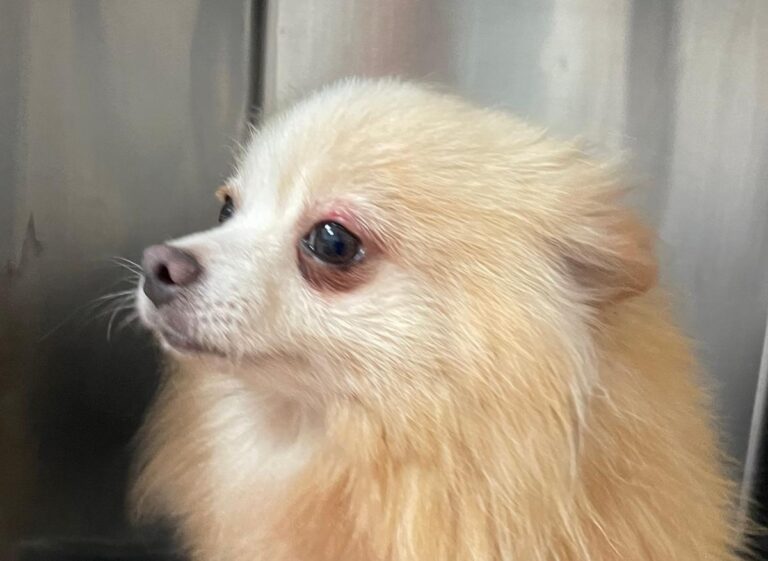 multimedia-foto80225-11-1