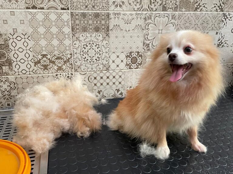 multimedia-foto80226-11-1