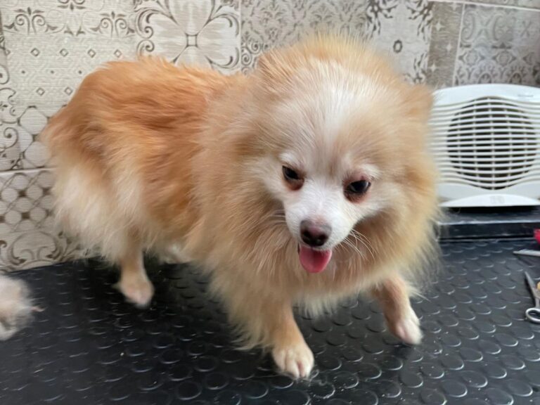 multimedia-foto80227-11-1