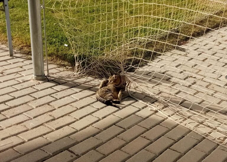 multimedia-foto80233-686-1