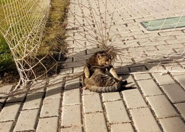 multimedia-foto80234-686-1