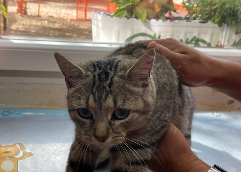 multimedia-foto80235-687-1