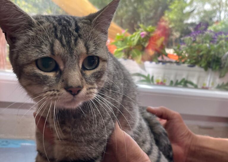 multimedia-foto80236-687-1