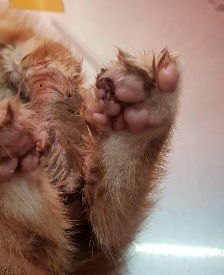 multimedia-foto80239-236-1