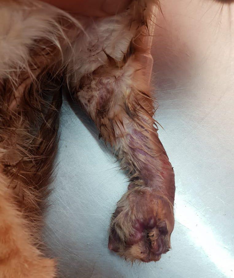 multimedia-foto80240-236-1