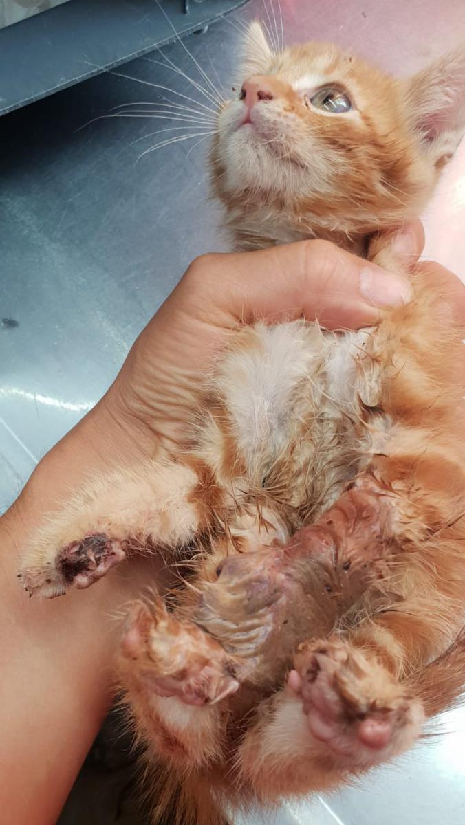 multimedia-foto80241-237-1