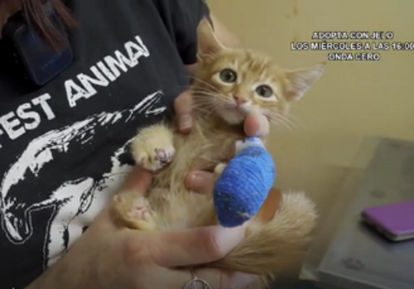 multimedia-foto80244-237-1