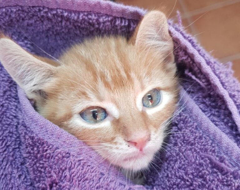 multimedia-foto80245-237-1