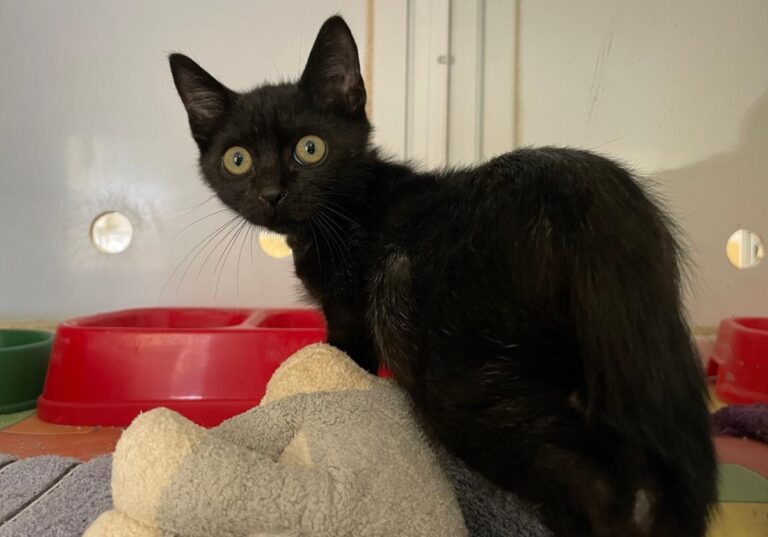 multimedia-foto80246-933-1