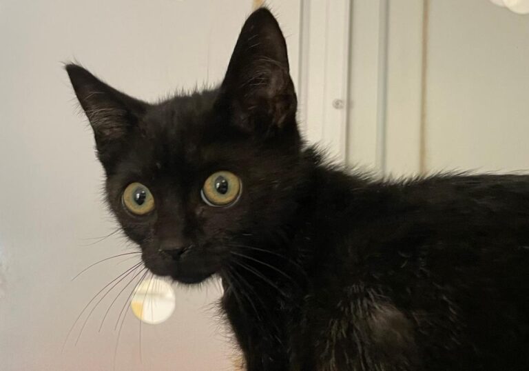 multimedia-foto80248-934-1