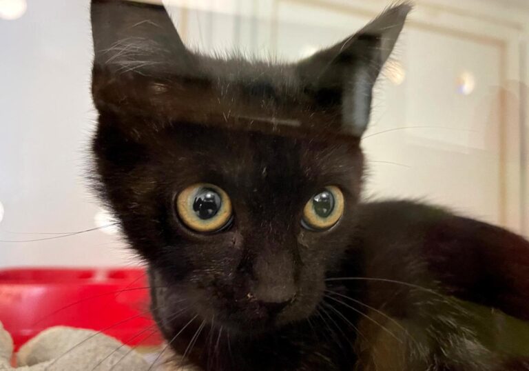 multimedia-foto80250-934-1