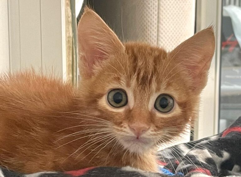 multimedia-foto80253-279-1