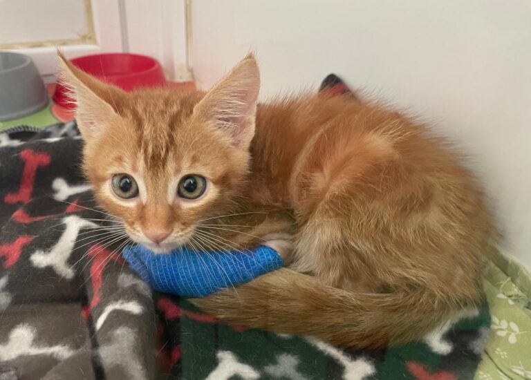 multimedia-foto80254-279-1