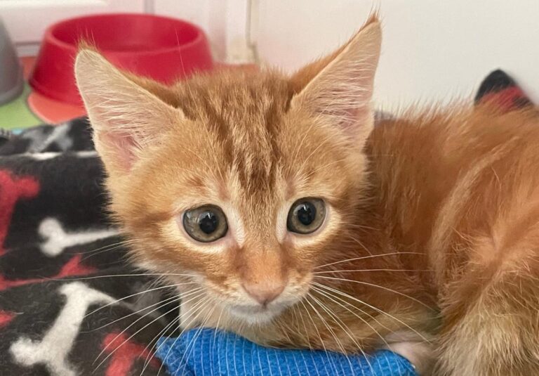 multimedia-foto80255-280-1