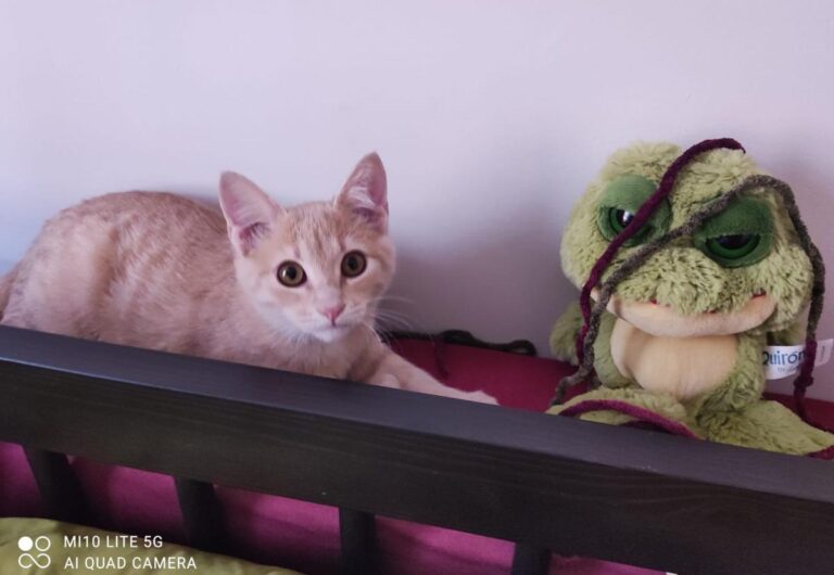 multimedia-foto80256-487-1