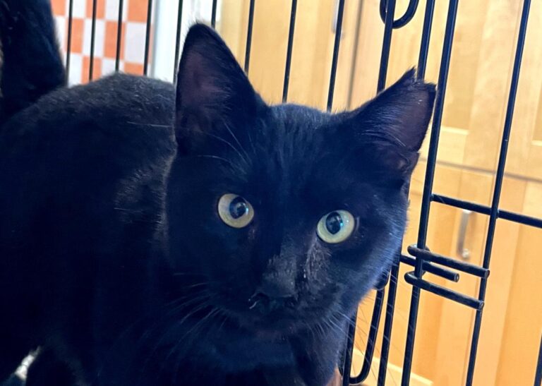 multimedia-foto80266-1000-1