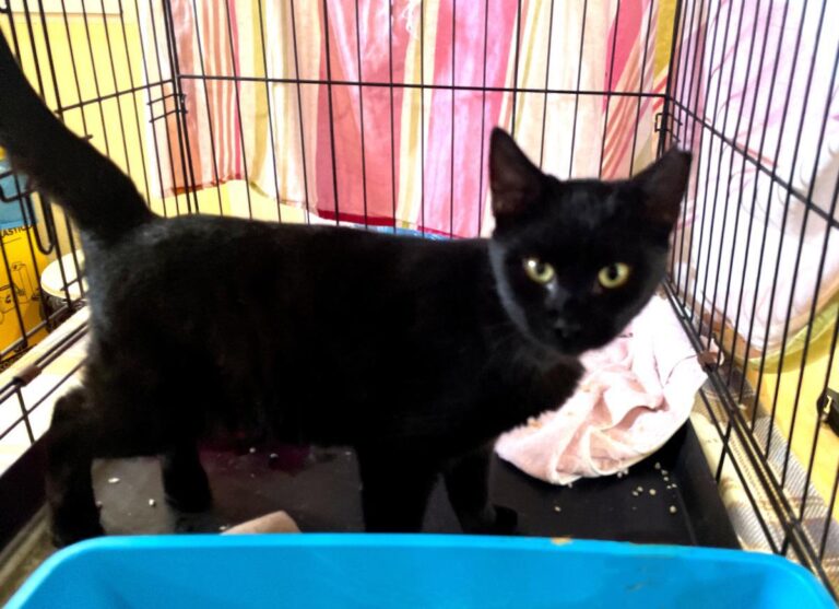 multimedia-foto80267-1000-1