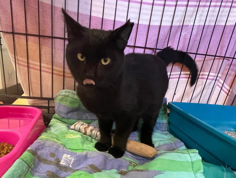 multimedia-foto80268-1000-1