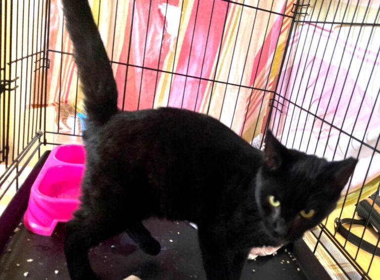 multimedia-foto80269-1-1