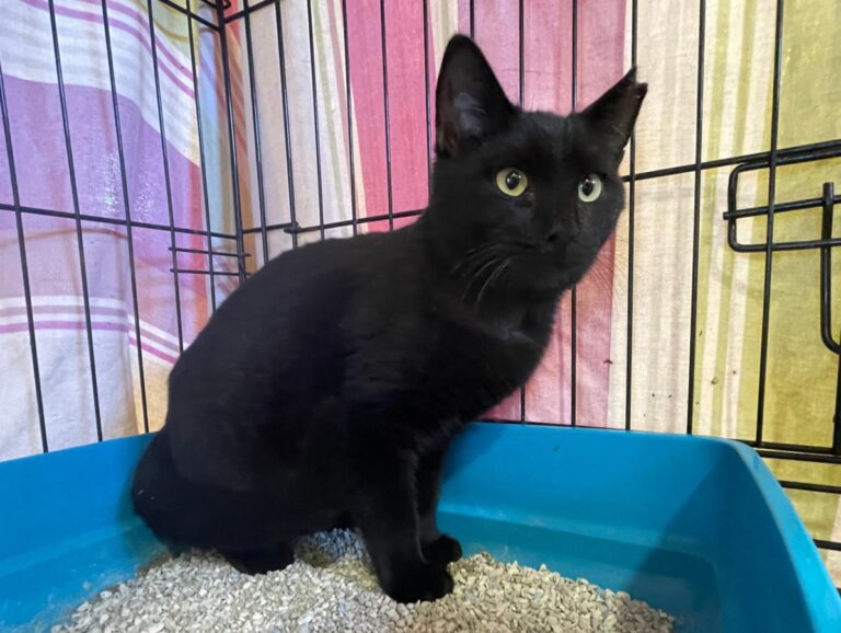 multimedia-foto80271-1-1