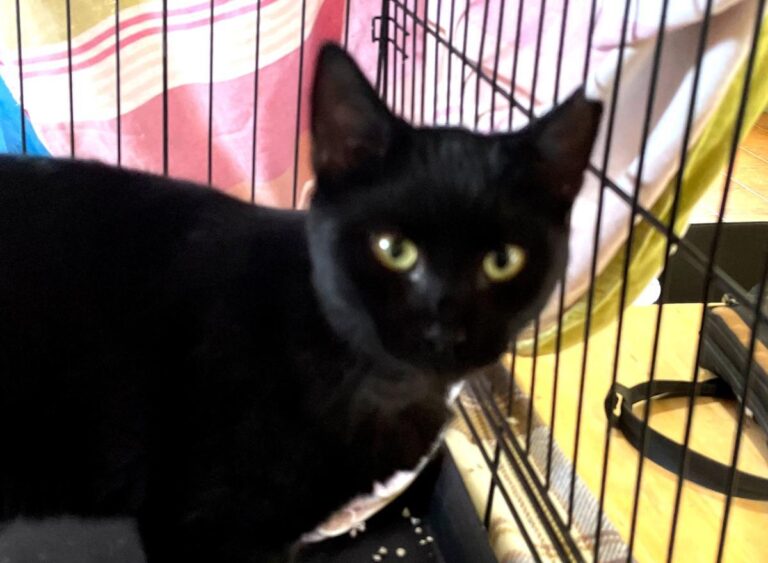 multimedia-foto80272-1-1