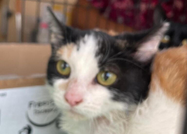 multimedia-foto80275-270-1