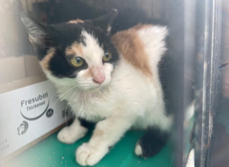 multimedia-foto80276-271-1