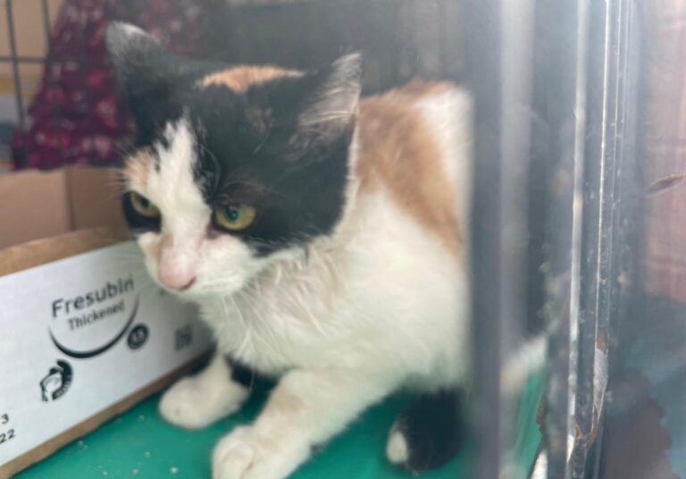 multimedia-foto80277-271-1