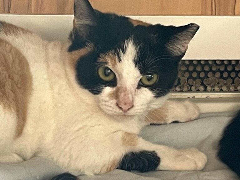 multimedia-foto80278-271-1