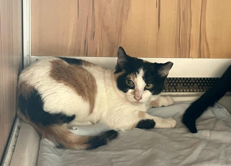 multimedia-foto80279-271-1