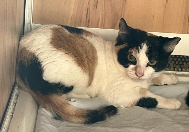 multimedia-foto80280-271-1