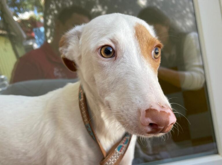 multimedia-foto80288-262-1