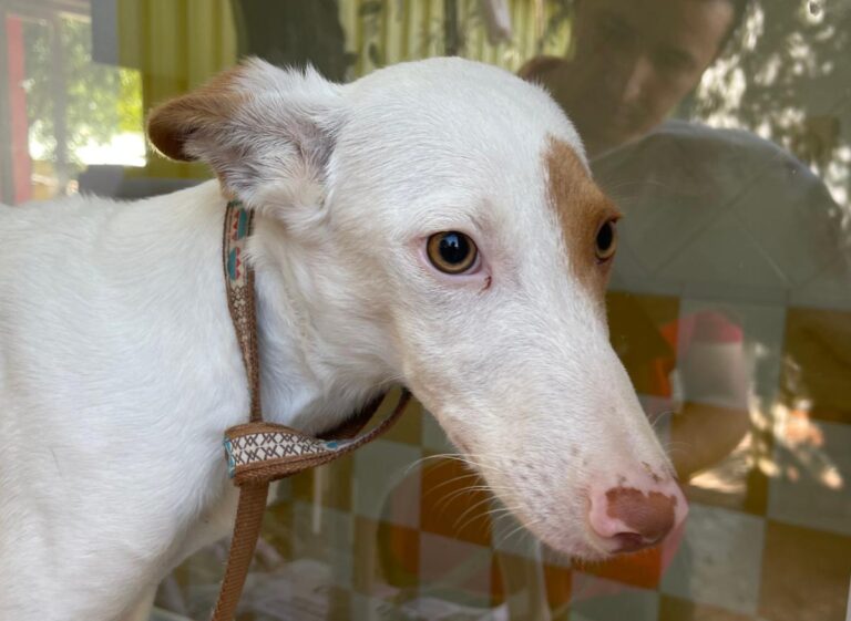 multimedia-foto80289-262-1