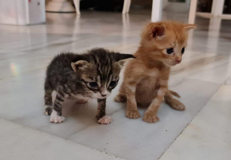 multimedia-foto80349-73-1