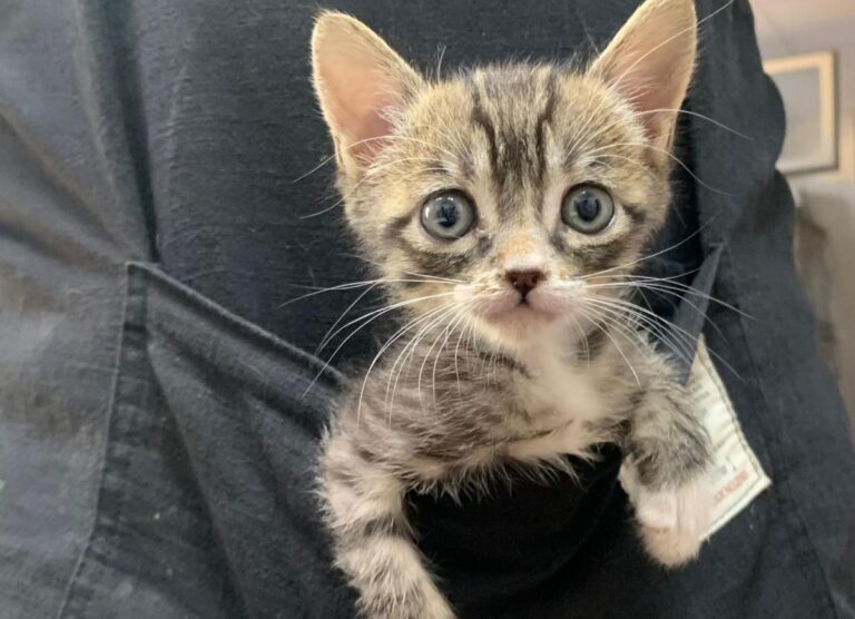 multimedia-foto80350-73-1