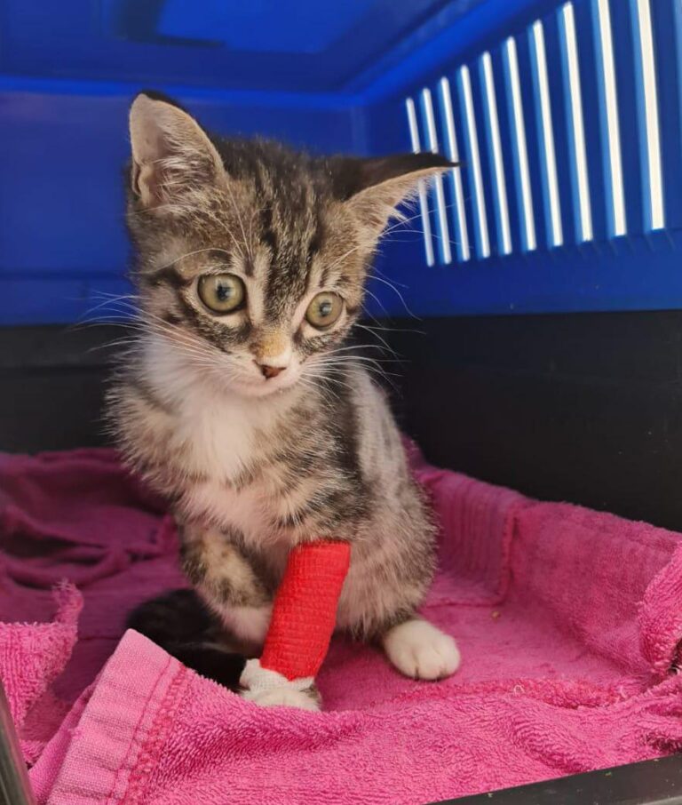 multimedia-foto80351-73-1